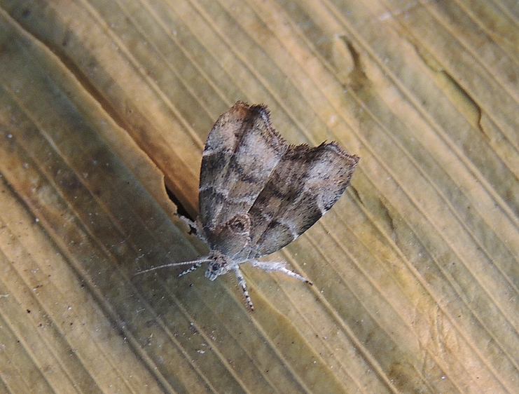 Choreutis nemorana, Choreutidae